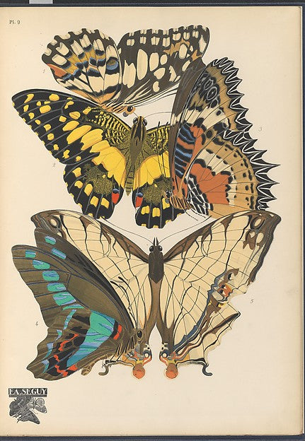 :Papillons Pl. 9 [c1920-29]-16x12"(A3) Poster