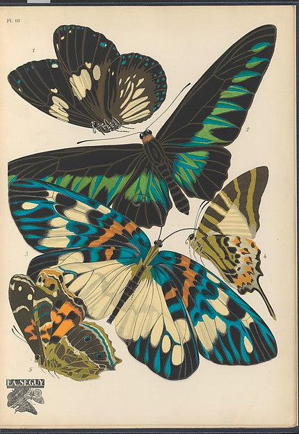 :Papillons Pl. 10 [c1920-29]-16x12"(A3) Poster