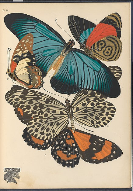 :Papillons Pl. 11 [c1920-29]-16x12"(A3) Poster
