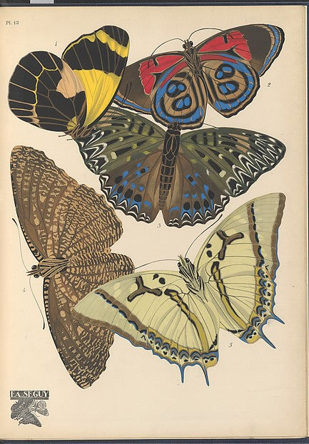 :Papillons Pl. 12 [c1920-29]-16x12"(A3) Poster