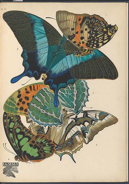 :Papillons Pl. 13 [c1920-29]-16x12"(A3) Poster