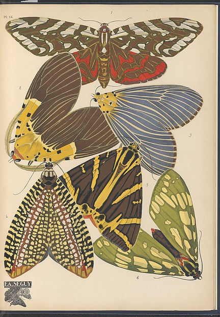 :Papillons Pl. 14 [c1920-29]-16x12"(A3) Poster