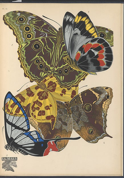 :Papillons Pl. 15 [c1920-29]-16x12"(A3) Poster
