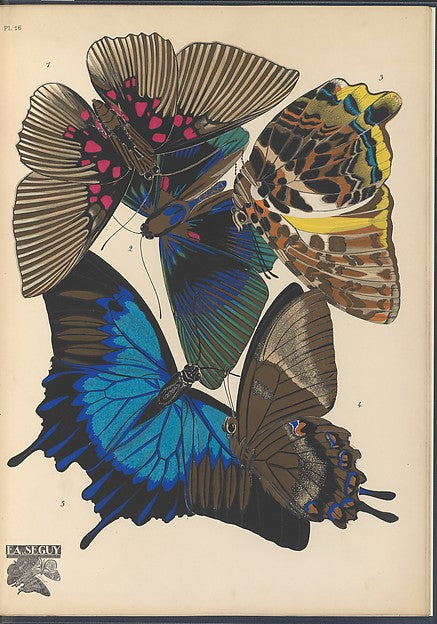 :Papillons Pl. 16 [c1920-29]-16x12"(A3) Poster