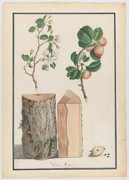 Studies of the trunk  blossoms and fruit of a wild apple tree ,  Poster Print Wall Art