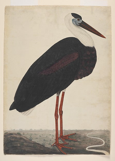 :Black Stork in a Landscape c1780-16x12"(A3) Poster