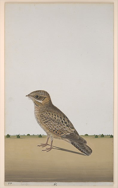 :A Common Indian Nightjar c1780-16x12"(A3) Poster