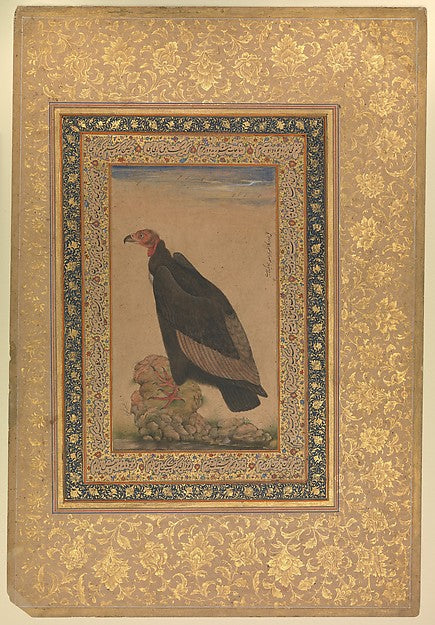 :"Red-Headed Vulture" Folio from the Shah Jahan Album recto -16x12"(A3) Poster