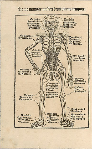 Ortus Sanitatis/ De herbis et plantis/ De Animalibus & reptili, Poster Print