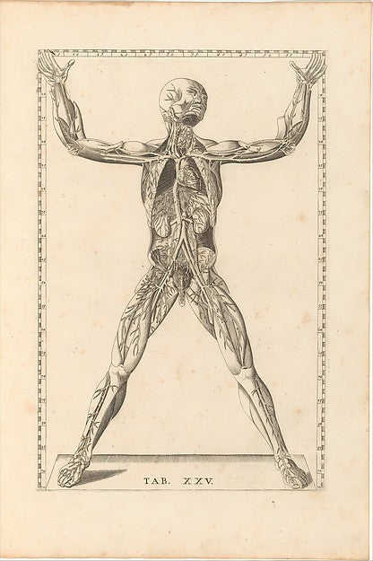 Tabulae Anatomicae 1728-,  Poster Print Wall Art