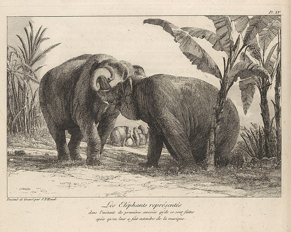 Histoire Naturelle Des Deux Éléphans...du Muséum De Paris 1803, Poster Print