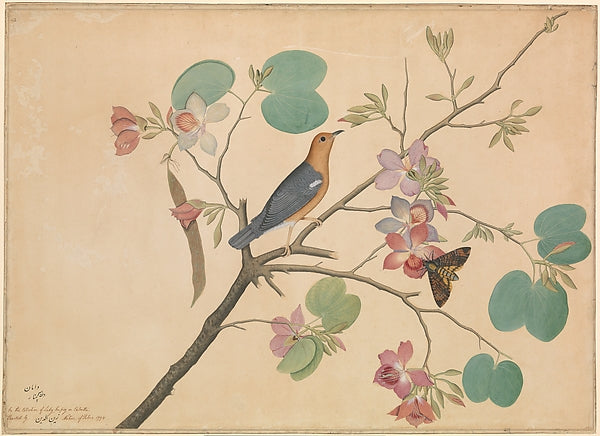 Shaikh Zain al–Din:An Orange-Headed Ground Thrush and a Deat-16x12"(A3) Poster