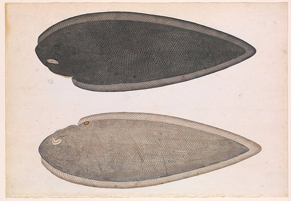 :Two Sides of a Bengal River Fish c1804-16x12"(A3) Poster