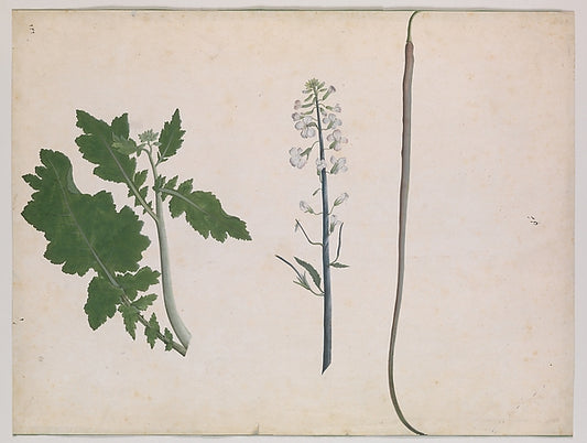 :A Radish Plant Seed and Flower late 18th century-16x12"(A3) Poster