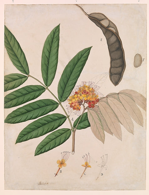 :Ashoka Tree Flower Leaves Pod and Seed first half 19th cent-16x12"(A3) Poster