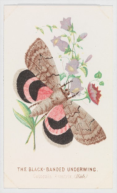 :The Black-Banded Underwing from The Butterflies and Moths o-16x12"(A3) Poster