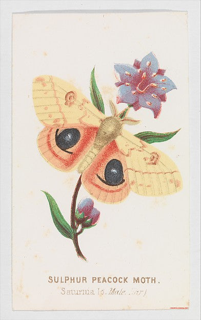:Sulfur Peacock Moth from The Butterflies and Moths of Ameri-16x12"(A3) Poster
