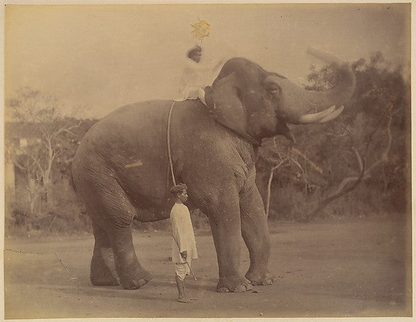 Lala Deen Dayal - The Great Elephant Saluting 1885–1900, Poster Print Wall Art