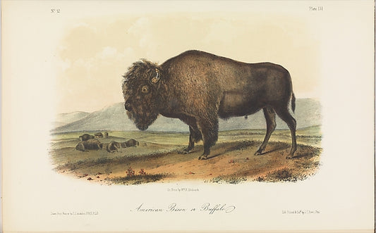 After John James Audubon , Les Cayes 1785–1851 New York), Af-16x12"(A3) Poster