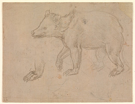 Leonardo da Vinci:A Bear Walking c1482–85-16x12"(A3) Poster