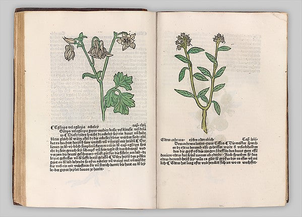 Herbarius - Gart der gesuntheit - Hortus sanitatis 1485-, Poster Print