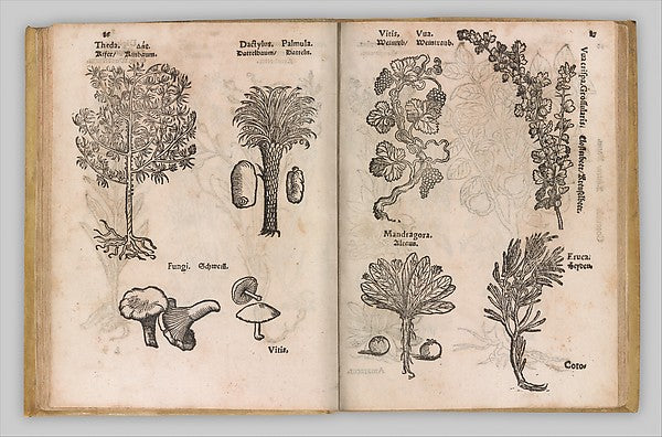 I) Herbarum  Arborum  Fructium  Frumentorum  c. 1540 ... II) D, Poster Print