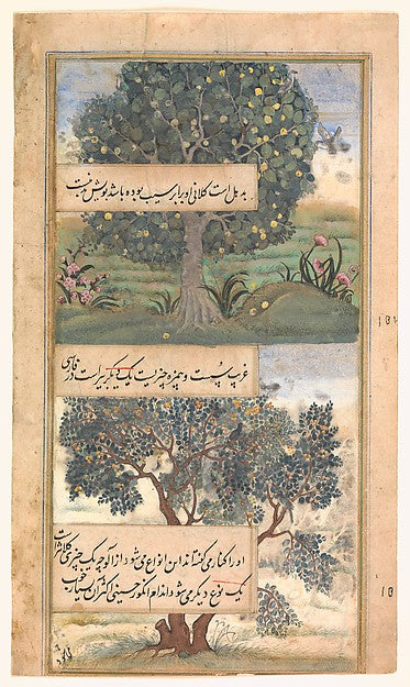 :"Three Trees of India" Folio from a Baburnama late 16th cen-16x12"(A3) Poster