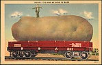 :Potato–The Kind We Raise in Maine 1900s–1930s-16x12"(A3) Poster