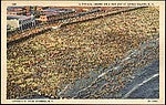 :A Typical Crowd on a Hot Day at Coney Island New York 1900s-16x12"(A3) Poster