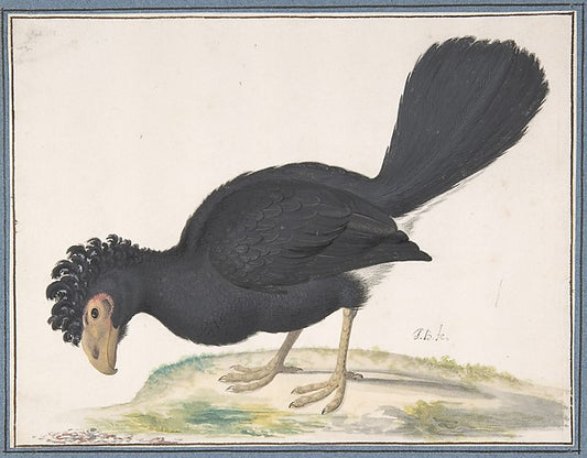 A Black Curassow n.d.-Johannes Bronckhorst,16x12"(A3)Poster