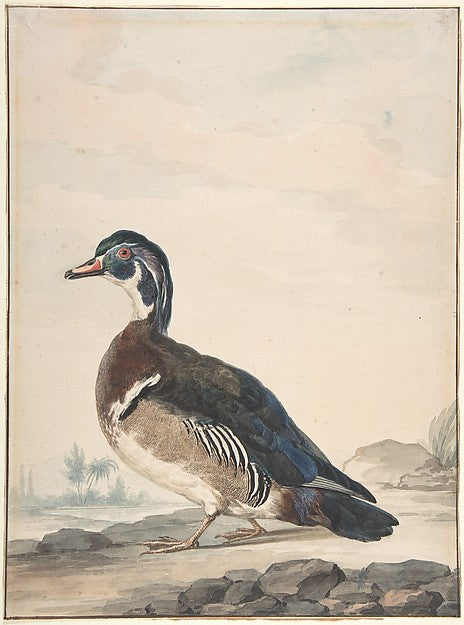 A Duck 1725–92-Aert Schouman,16x12