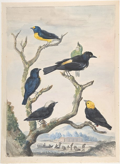 Six South American Birds mid-18th–early 19th cent-Abraham Meer,  Poster Print Wall Art