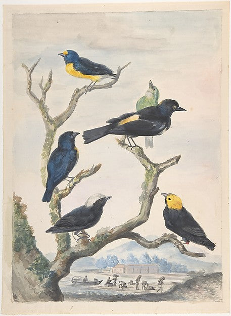 Six South American Birds mid-18th–early 19th cent-Abraham Meer,16x12