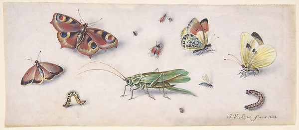 Insects  Butterflies  and a Grasshopper 17th cent-Jan van Kess,  Poster Print Wall Art