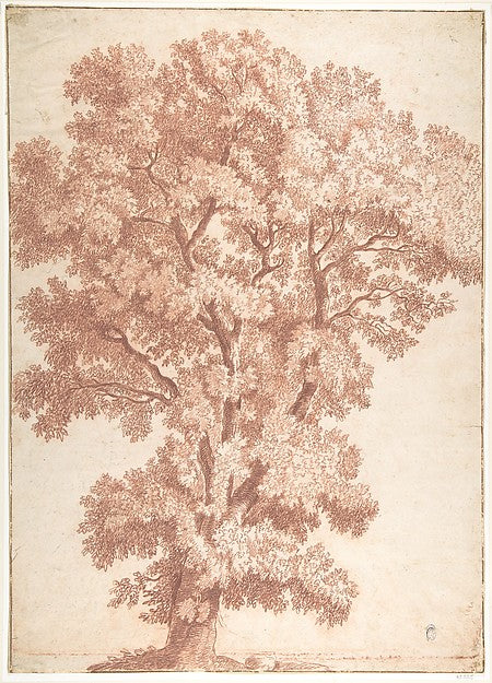 Tree 17th cent-Anonymous, Italian, Roman-Bolognese, 17th cent,16x12"(A3) Poster