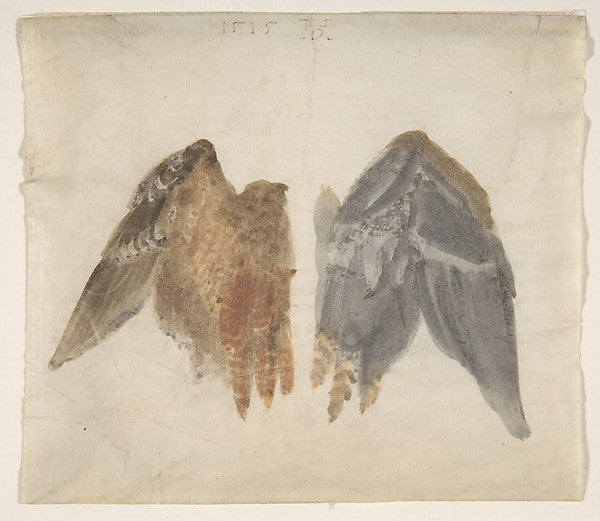 Bittern's Wings: study showing both sides 1515-In the manner o,16x12"(A3) Poster