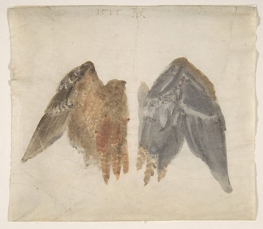 Bittern's Wings: study showing both sides 1515-In the manner o,16x12"(A3) Poster