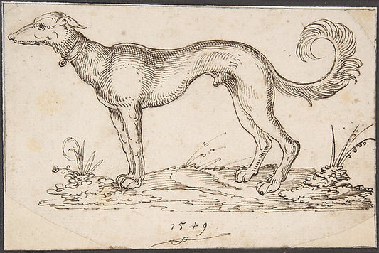 A Greyhound in Profile Facing Left 1549-Virgil Solis  1514–156,16x12"(A3)Poster