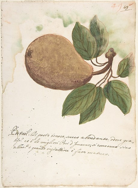 Pear 18th cent-Anonymous, Italian, Venetian, 18th cent,16x12"(A3) Poster