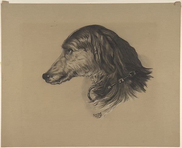 Head of a Scottish Deerhound  after Landseer's "Hafed" 1911-S.,  Poster Print Wall Art