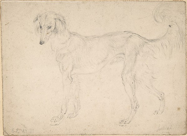 Study of a Feathered Saluki  Facing Left 1813-Sir Edwin Henry,16x12"(A3) Poster