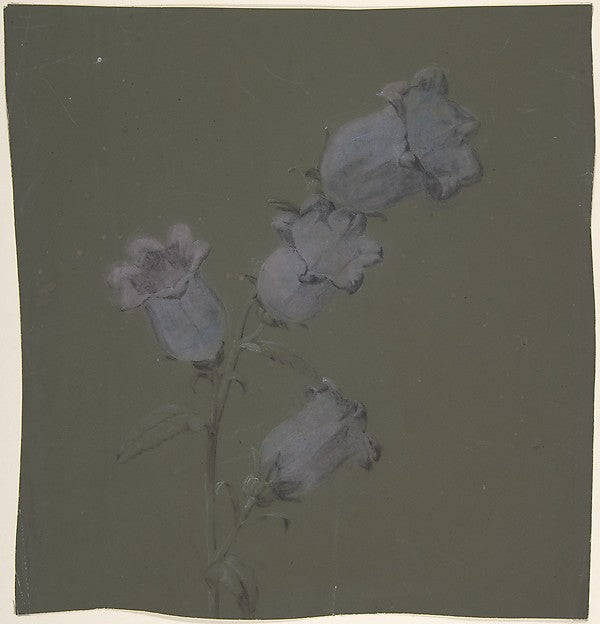 Spray of Canterbury Bells n.d.-Antoine Berjon,16x12"(A3) Poster