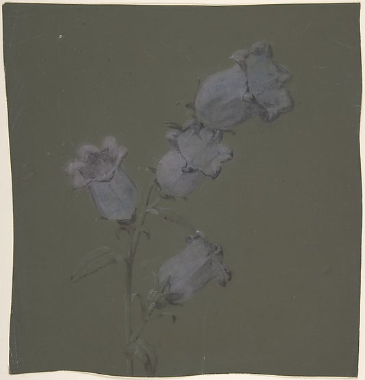 Spray of Canterbury Bells n.d.-Antoine Berjon,16x12"(A3) Poster