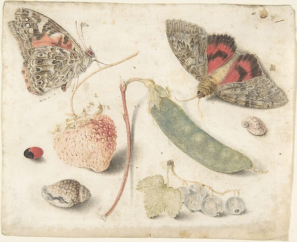 Studies of Fruits  Insects and Shells late 16th–mid-17th cent,16x12"(A3) Poster