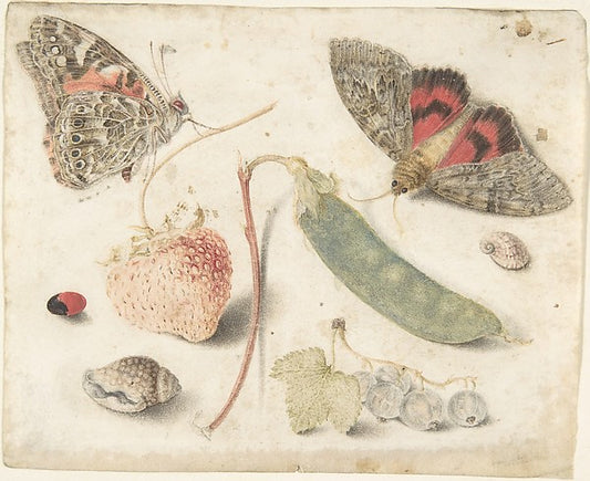 Studies of Fruits  Insects and Shells late 16th–mid-17th cent,16x12"(A3) Poster