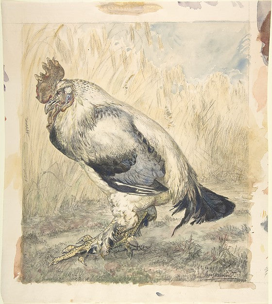 The Old Cock c1882-Félix Bracquemond,  Poster Print Wall Art
