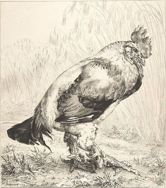 The Old Cock 1882-Félix Bracquemond, Poster Print