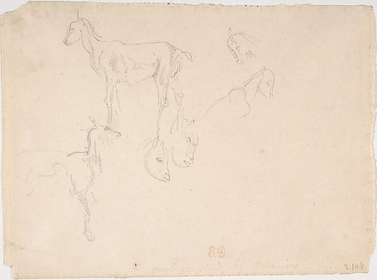 Studies of a Goat 1798–1863-Eugène Delacroix,16x12"(A3) Poster