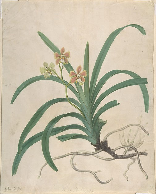 Study of an Orchid  "Vanda Roxburgia" before 1822-James Sowerb, Poster Print