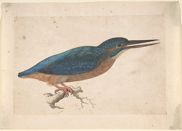 A Kingfisher on a Branch 16th cent-Jacques Le Moyne de Morgues,16x12"(A3)Poster